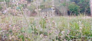 Natural flower into the  Himachal Pradesh in india