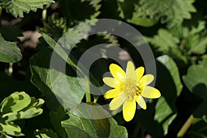 A natural flower with many stamens opened to meet the sun.