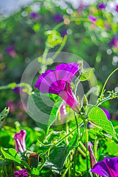 Natural flower of mountain vine