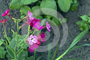 Small tiny pink flowers of tobacco with green leaves and brown ground on the background photo