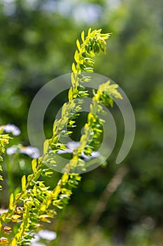 natural flower photos growing in rural areas