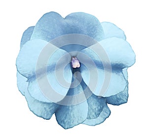 Natural flower of sky blue violets on a white isolated background with clipping path no shadows. Closeup For design.