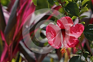 natural flower of tropical climate in summer season