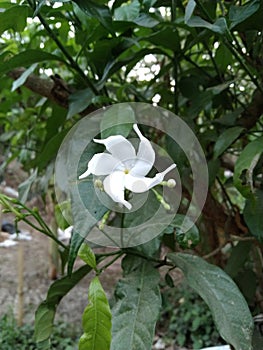 Tugger is natural flower