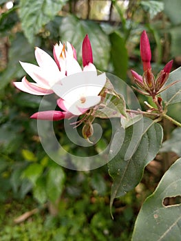 Natural flower white colour