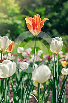 Natural flowers background. Spring in the park on a sunny day. Garden with tulips.