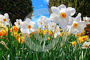 Natural flowers daffodils growing in the garden