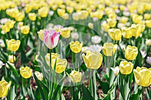 Natural flowers full frame background. Spring in the park. Garden with beautiful yellow tulips.