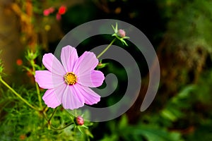 Natural flowers garden in spring