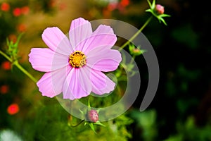 Natural flowers garden in spring