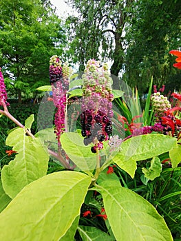 Natural flowers nofilter armony amazing pictures photo