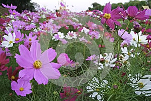 Natural Flowers scene of blooming of pink Sulfur Cosmos