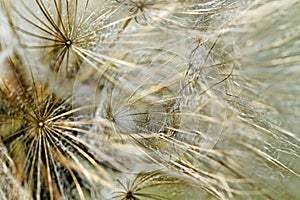Surface of dandelion. photo