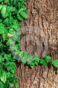 Natural foliage background against the background of the bark of the tree