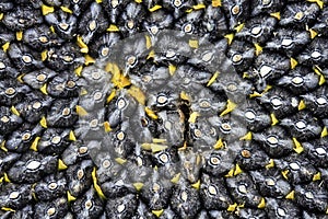 Natural food background with texture close-up of perfectly ripe sunflower full of black selected large tasty seeds