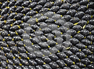 Natural food background with texture close-up of perfectly ripe sunflower full of black selected large tasty seeds