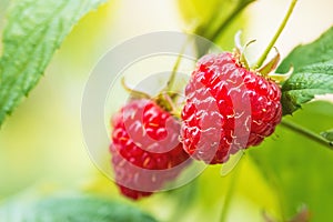 Natural food - fresh red raspberries in a garden. Bunch of ripe raspberry fruit - Rubus idaeus - on branch with green leaves