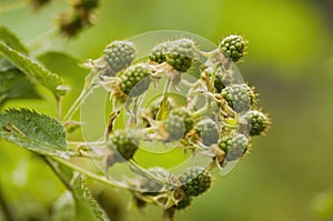 Natural food - green blackberries in a garden. Bunch of unripe blackberry fruit - Rubus fruticosus - on branch with green leaves