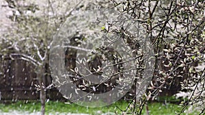 Natural footage of snowing in spring, unedited shot with pear tree in snow.