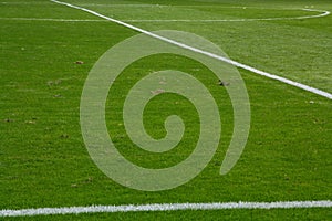 Natural football pitch, central line mark up