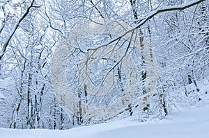 Natural foreat area in the Harz in winter