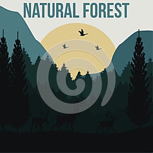 natural forest