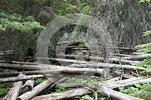 A natural forest in alberta, canada.