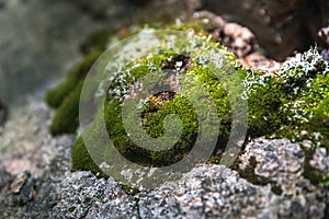 Natural forest background and texture. Green moss on rock stone. Ural nature and forest.