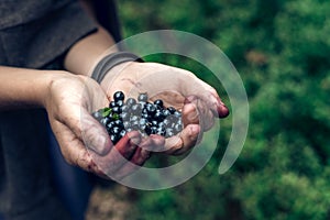 Natural forest blueberries kept in hands