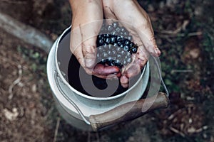 Natural forest blueberries kept in hands