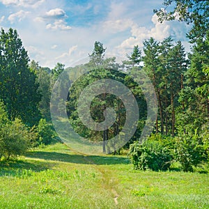 Natural forest with coniferous and deciduous trees, meadow and f