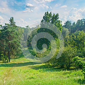 Natural forest with coniferous and deciduous trees, meadow and f