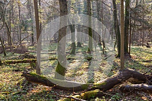 Natural forest with dead tree trunk lying