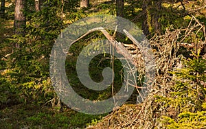 Natural forest fallen tree root