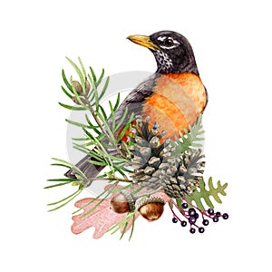 Natural forest floral decor with robin bird. Watercolor illustration. Hand drawn wildlife bird with floral decoration