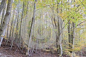 Natural forest Montseny