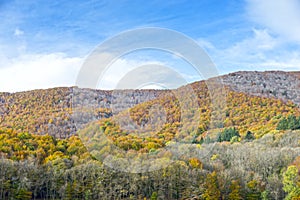 Natural forest Montseny