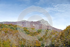 Natural forest Montseny