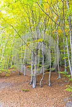 Natural forest Montseny