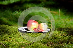 Natural forest moss picnic food