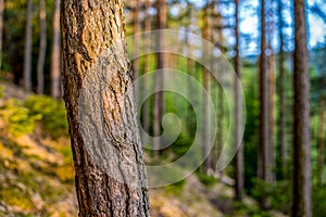 Natural Forest of pine bark Trees. Nordic pine forest in evening light. Short depth-of-field.