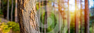 Natural Forest of pine bark Trees. Nordic pine forest in evening light. Short depth-of-field.