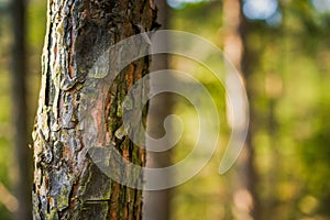 Natural Forest of pine Trees. Nordic pine forest in evening light. Short depth-of-field.