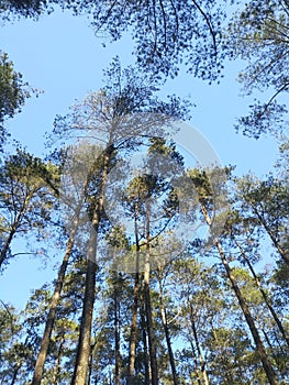 natural forest pinis