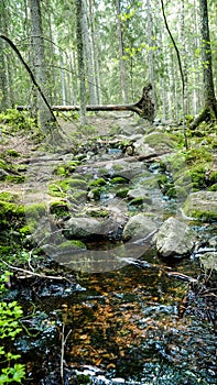 Natural forest with river in finland