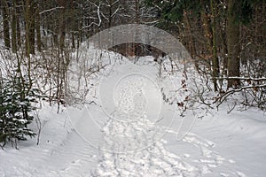 Natural forest winter path footpath trail tracks snow