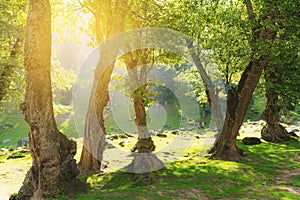 Natural forests with bright sunlight in the morning