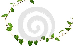 Natural frame of heart-shaped green leaf vine, Raphistemma hooperianum (Blume) Decne, isolated on white background with clipping