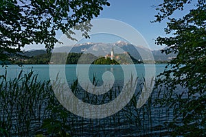 Natural frame in lake Bled