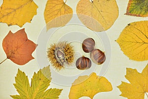 Autumn leaves isolated on a canvas photo